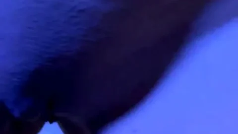 Depree Amateur Teen Pornstar Hardcore Blowjob Video